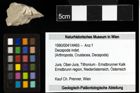 Foto (Objekt + Etiketten) von Decapoda indet. 